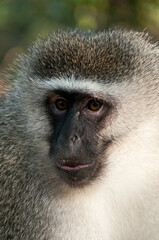 close up of a baboon