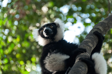 Lemur