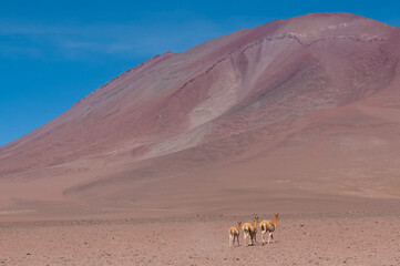 Fototapeta na wymiar Llamas in the desert
