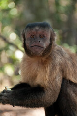 Naklejka na ściany i meble portrait of a macaque