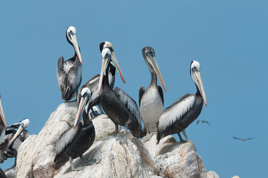 pelicans on a rock