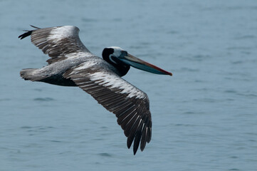 pelican in flight