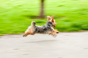 Dog running