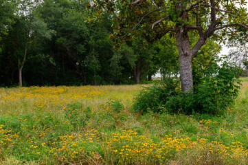 Field Of Yellow Wildflowers-1684
