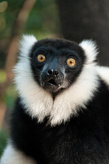 Lemur