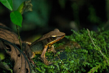 Frog