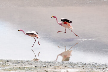 Flamingos landing
