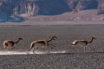 Vicu&ntilde;as Running
