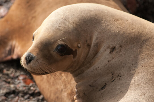Seal
