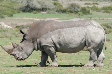 Rhino
