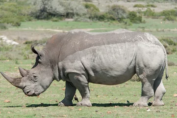 Foto op Plexiglas Rhino  © Daniel
