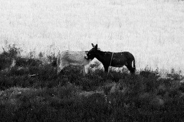 Black and White Donkeys
