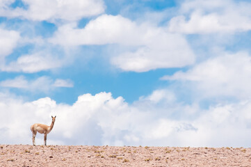 Vicu&ntilde;a on the Sky
