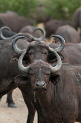 Water Buffalo
