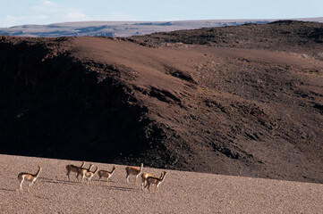 Vicu&ntilde;as
