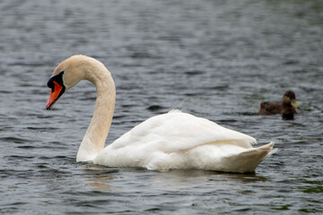 A close-up of a beautiful, elegant, white cygnet swan swimming in deep blue water.  The swan's neck is straight and it is looking forward. It has a large orange beak with black close to the eyes.