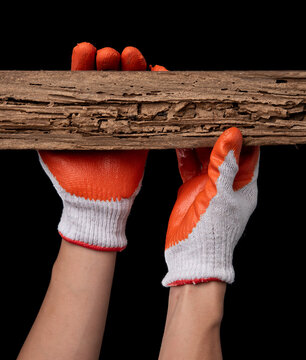 Hand Of A Carpenter Pointing At A Wood Plank Destroyed By Termites Isolated On Black