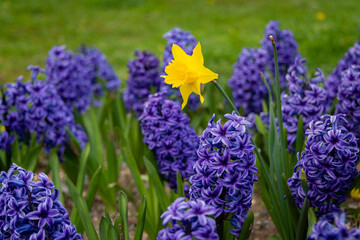 Obraz premium A cluster of bright purple hyacinth flowers with white tips with one single yellow daffodil. The flowers have long green leaves. The bulb flowers are going in a park garden bed in early spring. 
