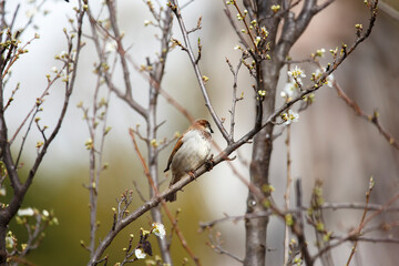 Close up of sparrow on a branch of a tree in blossom in Adelaide, South Australia, during the months of spring 