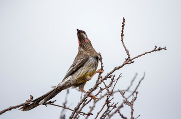 red wattlebird perched on a tree in Adelaide, South Australia