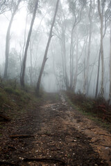 Obraz premium Foggy forest in Adelaide, South Australia during the months of winter