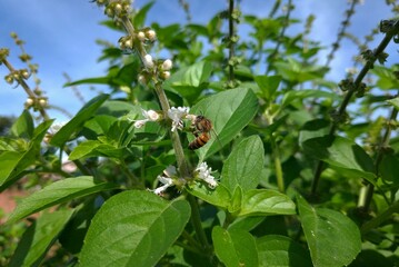 Small bee doing pollination into a tiny basil plant flower, under the morning sun.