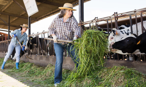 Confident senior female farm worker working in cows stall at livestock breeding farm