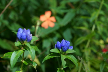 高原の湿原に咲くエゾリンドウの紫色の花が咲く