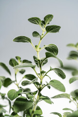 A green house plant and its leaves close-up.