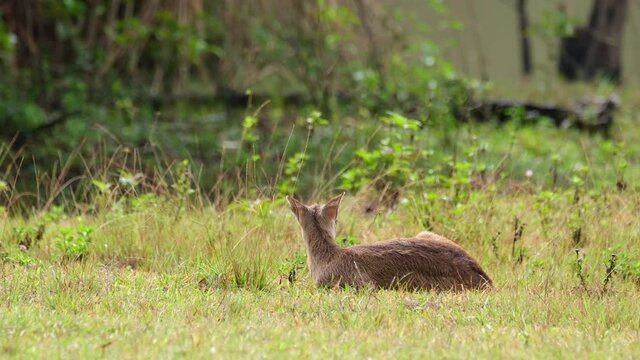 Indian Hog Deer, Hyelaphus porcinus, Thailand; a young individual eating something as seen from its backside during the morning on a wet grass, moves its head towards its right side to lick a little.