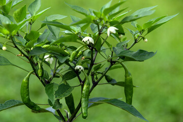 シシトウの花と果実