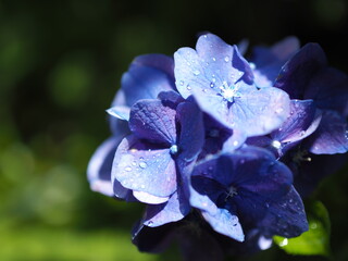 雨上がりの陽ざしを浴びる紫陽花