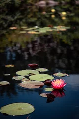 Foto op Canvas water lily in the pond © ValGraphic