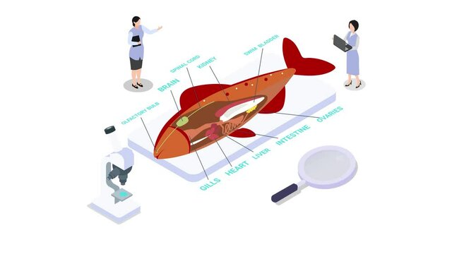 Scientist doing anatomy and research on fish organ