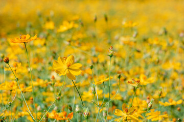 Beautiful yellow cosmos flowers for nature background.
