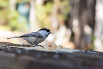 A chickadee sitting on a wooden log and eating breadcrumbs in winter