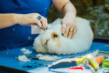 woman grooming a rabbit