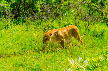 A lioness running through the green grass in summer.