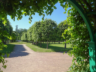 Green arch made of trees in a summer park, selective focus