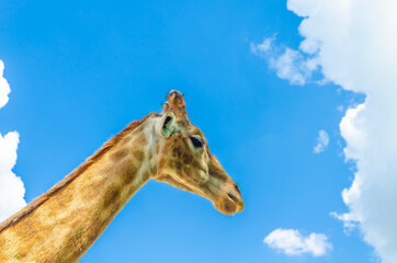 The head of a giraffe against the blue sky.
