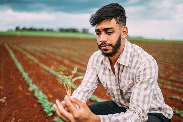 Latin male farm worker hand harvesting green fresh ripe organic peanut.
