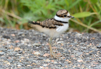 Baby killdeer bird or Charadrius vociferus so young that wing is tiny stub standing on road next to green plants