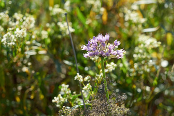wild garlic flower