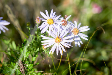 wild daisies purple daisies meadow flowers, summer meadow flowers, on a background of green grass