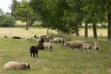 Naklejka na ściany i meble Sheep grazing in a field in Denmark.