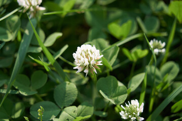 white clover on a background of green grass