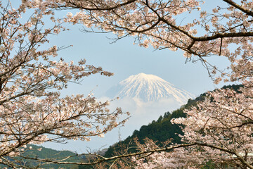 春の富士山と満開の桜