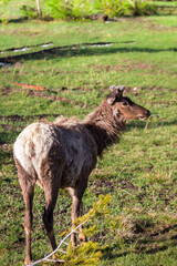 Naklejka na ściany i meble Elk in Yellowstone National Park 