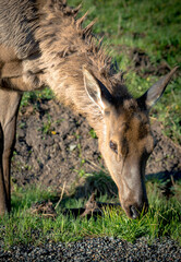 Elk in Yellowstone National Park 
