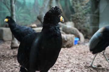big black bird